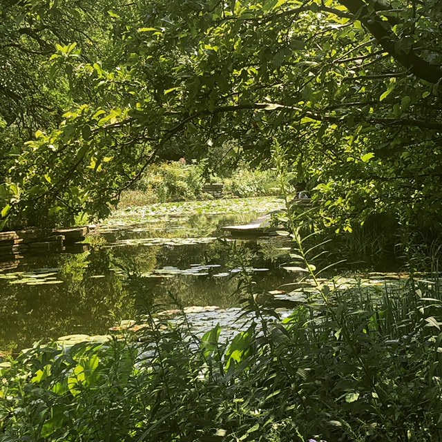 lily pond.JPG