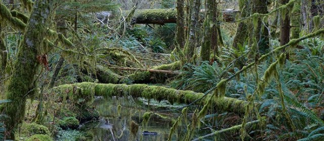 stream_river_mossy_hoh_rainforest_scenic_forest_floor_r_mckenna_march_2015